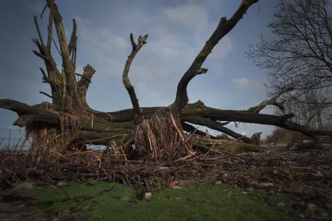 Root bay wismar Stock Photos