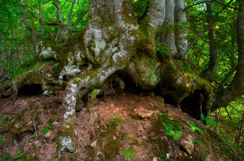 The root of the beech Stock Photos