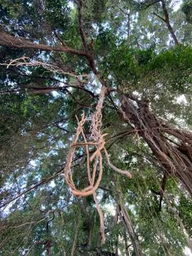 Root of beringin tree Stock Photos