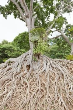 Root of big tree Stock Photos