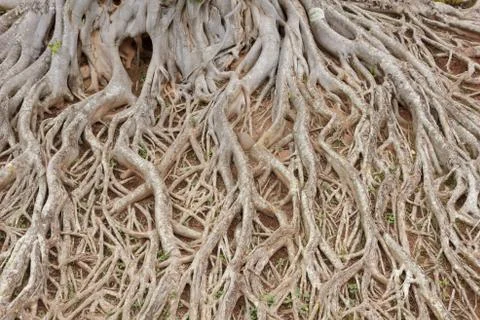 Root of big tree Stock Photos