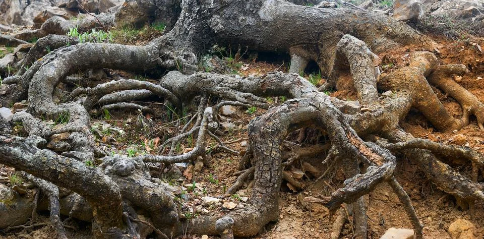 Root of big tree Stock Photos