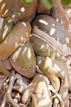 Root of bonsai tree. Stock Photos