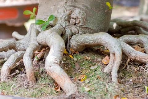 Root of bonsai tree. Stock Photos