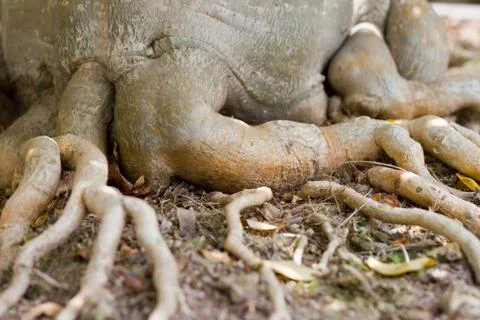 Root of bonsai tree. Stock Photos