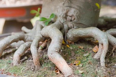 Root of bonsai tree. Stock Photos