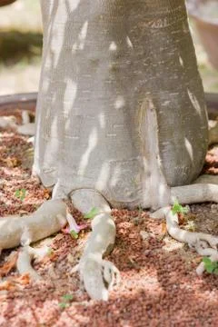 Root of bonsai tree. Stock Photos