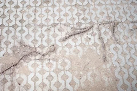Root in bricks floor. Abstract nature created Fotos Stock