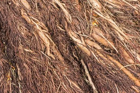 Root brown wood background Foto stock