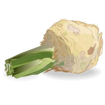 Root Celery isolated Stock Illustration