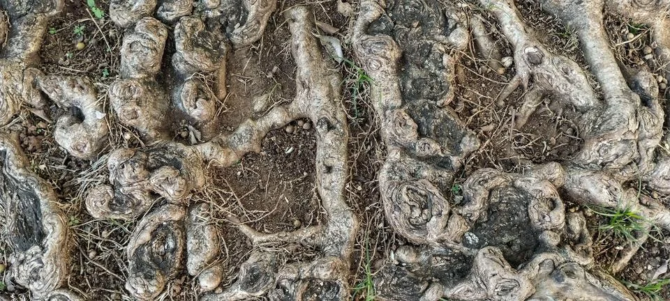 Root with circular stems of a large tree Stock Photos