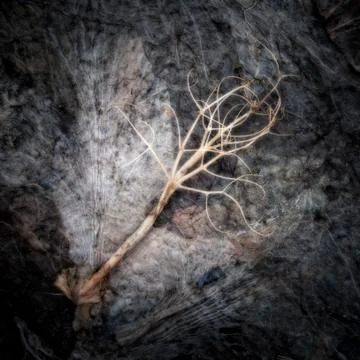 Root on a compost heap Stock Photos