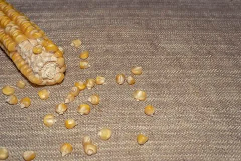 Root corn with grains Stock Photos