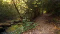 root covered hiking trail by flowing stream forest 4k or 4k+ Resolution