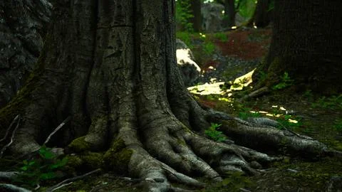 Root covered with moss in a dark forest Stock Illustration