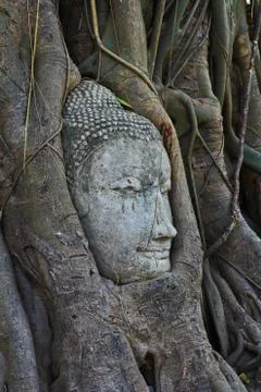 Root covers buddha's head Stock Photos