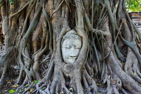 Root covers buddha's head Stock Photos