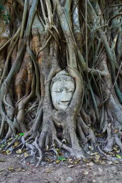 Root covers buddha's head Stock Photos