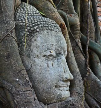 Root covers buddha's head Stock Photos