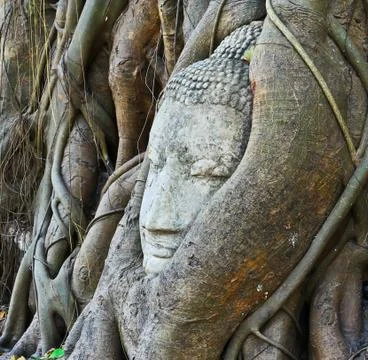 Root covers buddha's head Stock Photos