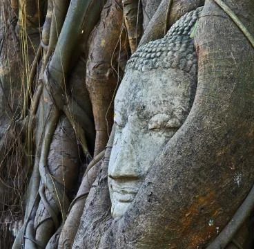 Root covers buddha's head Stock Photos