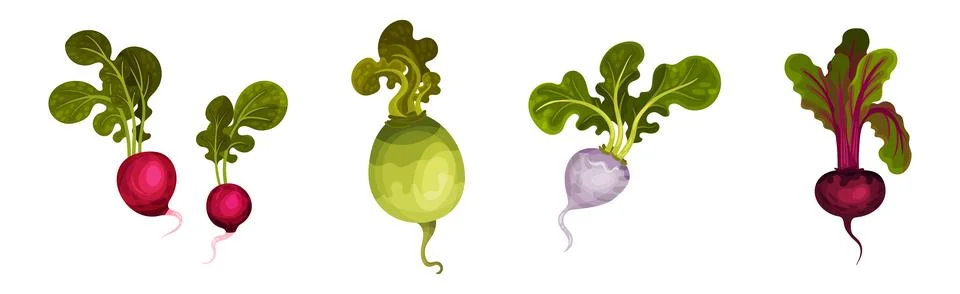 Root Crop and Vegetables with Top Leaf Vector Set Stock Illustration
