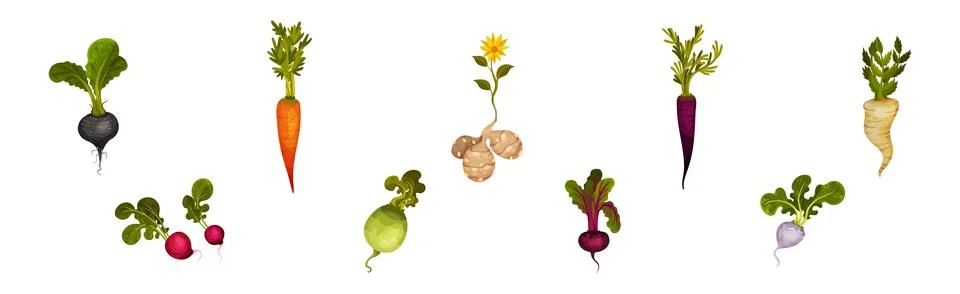 Root Crop and Vegetables with Top Leaf Vector Set Stock Illustration