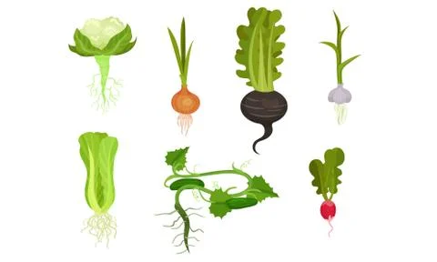 Root crops with stems and roots. Vector illustration on a white background. イラスト素材