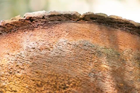 The root cut front part of the coconut tree Stock Photos