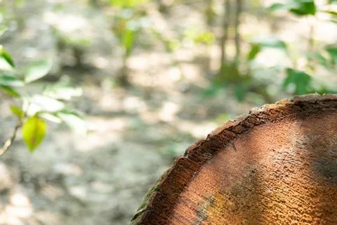 The root cut skin front side part of the coconut tree Stock Photos
