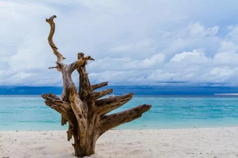 Root die tree on the beach Stock Photos