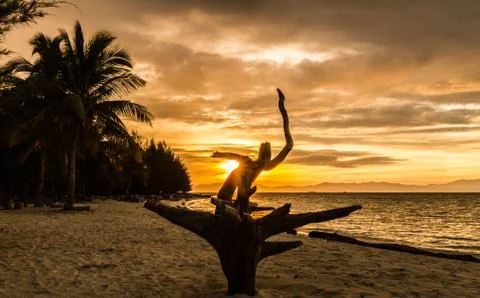 Root die tree on the beach Stock Photos