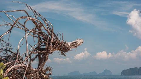 The root of a dragon-like tree on the beach of the island of Kradan. Fotos de archivo