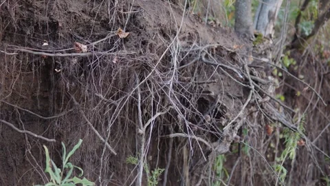 Root erosion Stock Footage 248470417