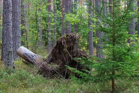 The root of a fallen tree in the forest Stock Photos
