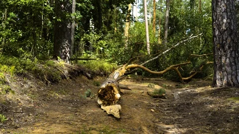 Root of a fallen tree on the middle of a road Stock-Footage 94360621