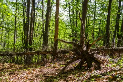 A root of fallen tree Stock Photos