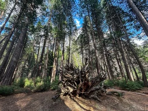 Root of a fallen tree Stock Photos
