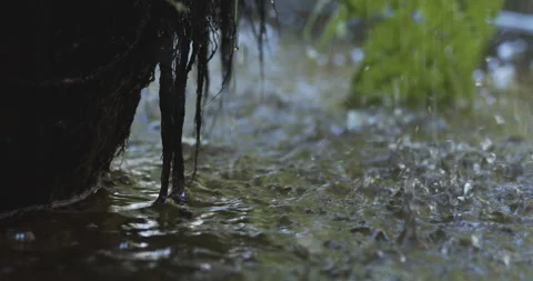 Root of ferns over the water with rain drops Stock Footage 202419853