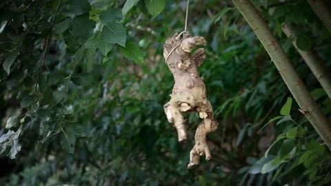 The root of the figure's shape hangs from a rope tied to a tree Stock Footage 267646106