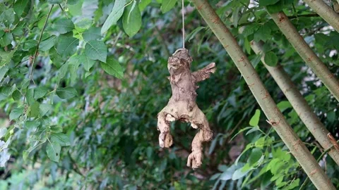 The root of the figure's shape hangs from a rope tied to a tree Stock Footage 270852459