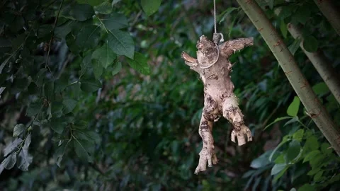 The root of the figure's shape hangs from a rope tied to a tree Stock Footage 279884260