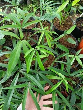 Root flower 库存照片