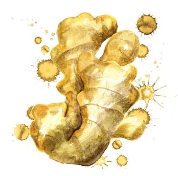 Root of ginger Stock Illustration