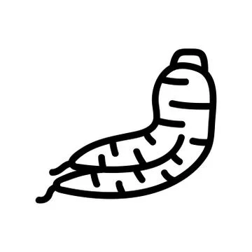 Root ginseng icon vector. Isolated contour symbol illustration 스톡 일러스트