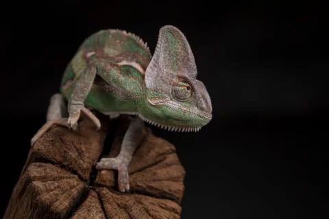 Root, Green chameleon, lizard background Free Stock Photos