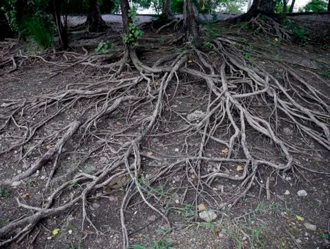 Root ground wood Stock Photos