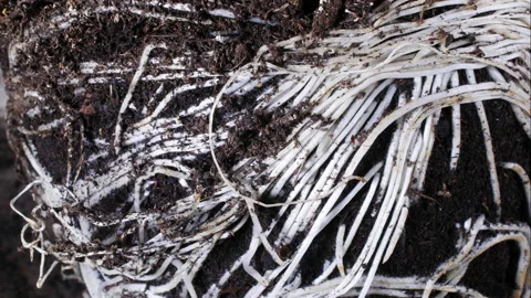 Root growth of a plant. Stock Footage 171989831