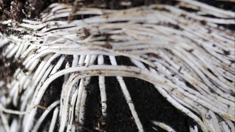 Root growth of a plant. Vidéo 172009019