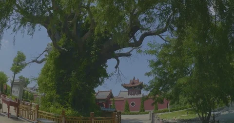 The root of Han nations China 스톡 동영상 78044153